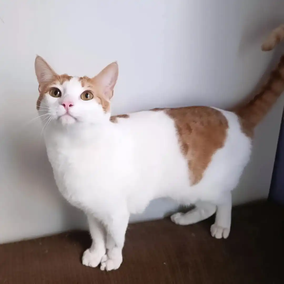 Agendamiento de horas